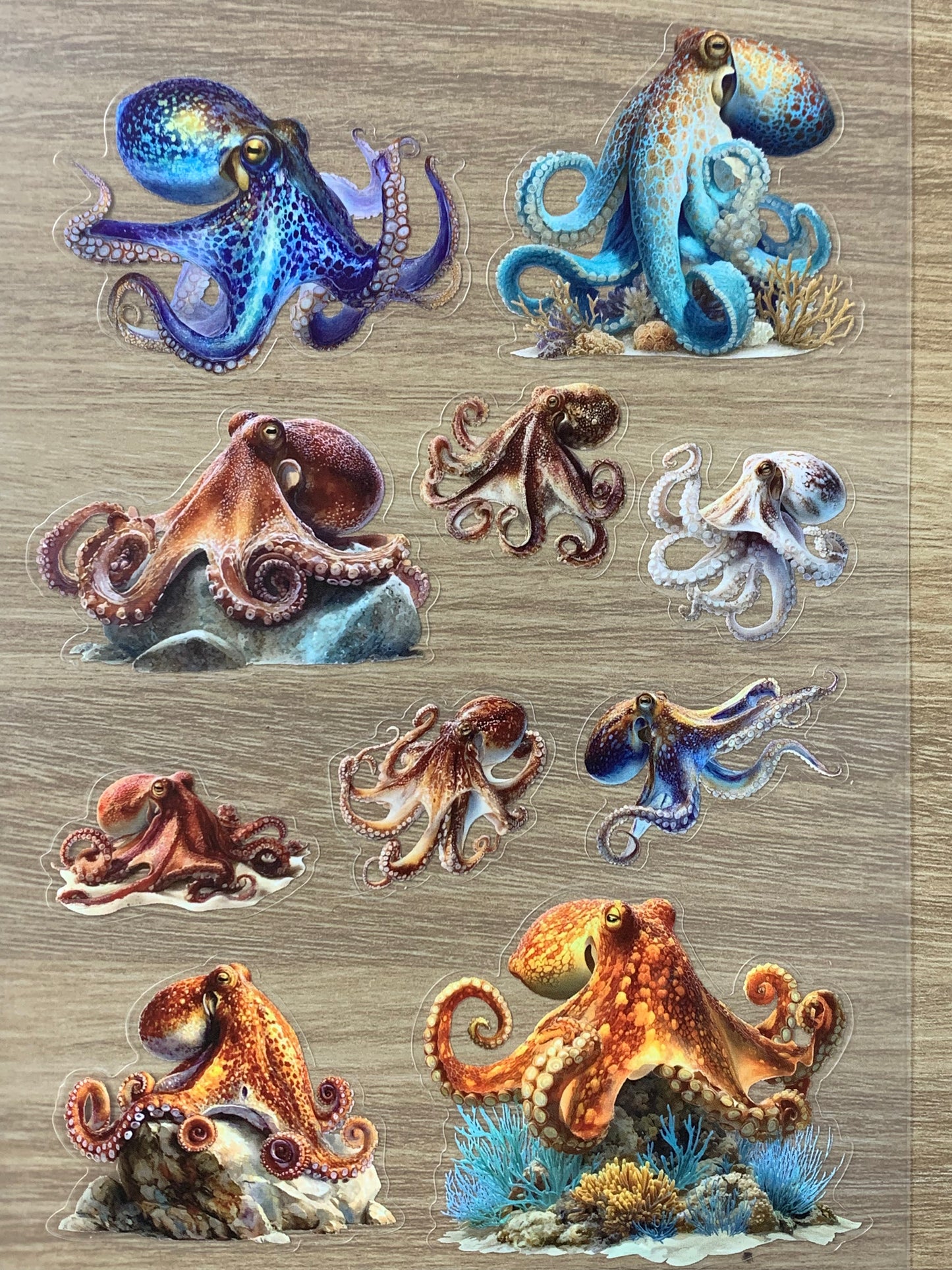 S50 Deep Sea Octopus Atlas sticker pet precut A5 size 2 pieces